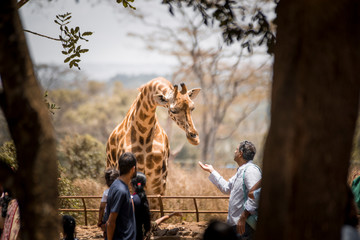 feeding giraffe in nairobi Kenya