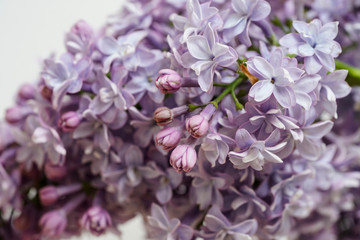 Fototapeta na wymiar Close up of lilac flowers isolated on white background