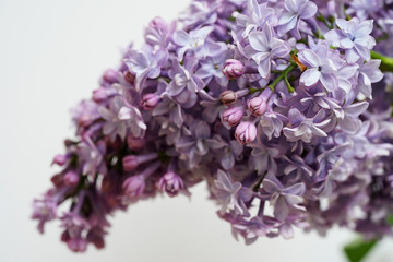 Close up of lilac flowers isolated on white background