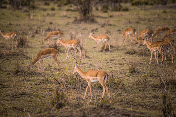 antelope on safari in Masai Mara Kenya