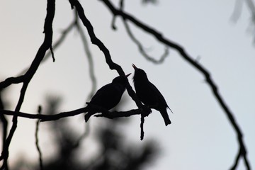 Blackbirds in a spring park