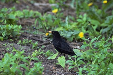 Blackbirds in a spring park