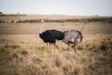 ostrich on safari in Masai Mara Kenya
