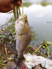 hand holding a fish
