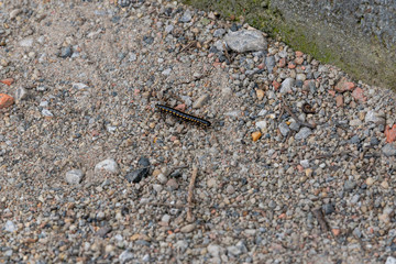 Millipede on a stone