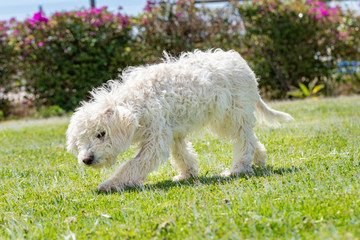 white maltese dog has fun playing in the garden