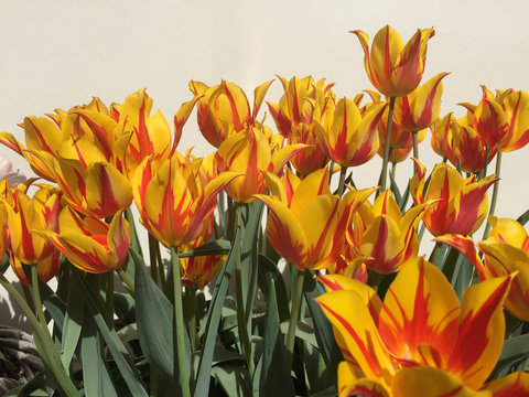tulips