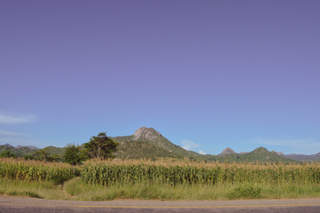 Fototapeta na wymiar Amazing african scenery with mountains of different shapes, corn field, lush grass, exotic trees on the road to Dedza in Malawi, Africa. Line of grey asphalt road
