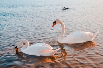 two swans in the lake