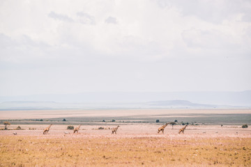 giraffes on safari in Masai Mara Kenya