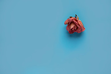 Flower composition. Dried rose flower on blue  background. Flat lay, top view, copy space