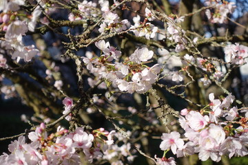 Almond Tree flowering in spring
