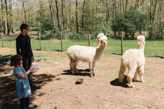 stock photo children playing with alpacas, little girl is trying to feed treats to the alpacas