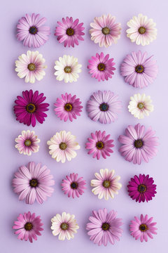 Purple daisy collection