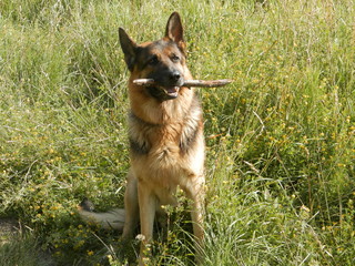  The dog holds a stick in his teeth.