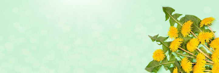 Dandelion flowers on a green background with space for text. Hello summer time banner. 