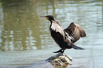 Cormorant standing on one foot in a river