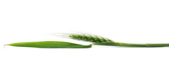 Fototapeta premium Green young ears of wheat isolated on white background, with clipping path