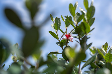 Closeup of blooming flower of feijoa tree shrub. Acca sellowiana or pineapple guava background	
