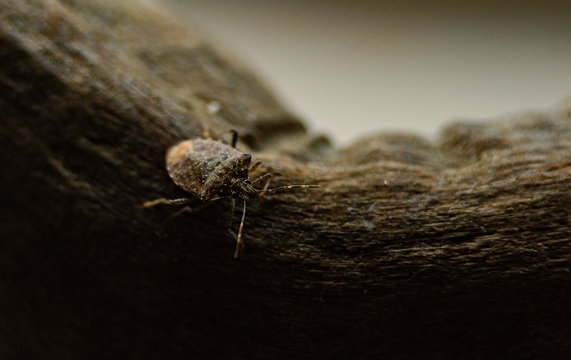 Heteroptera Bug Invasion At Home