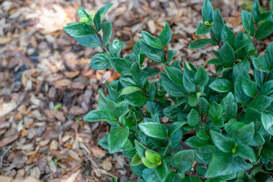 Blurred Leaves And Flowers Of Sweet Viburnum Planted In The South