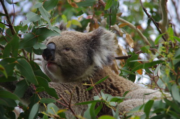 Koala bear