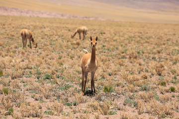 Fototapeta na wymiar Views of Altiplano in Chile 