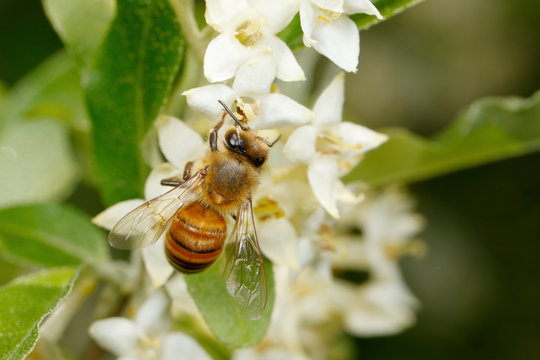 Honey Bee on Autumn Olive Flowers