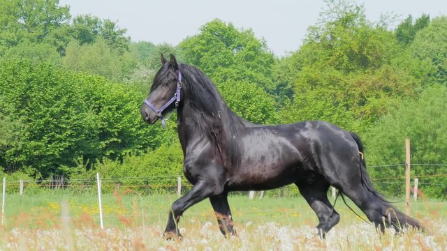 Black Horse running in high grass, long mane and horsetail