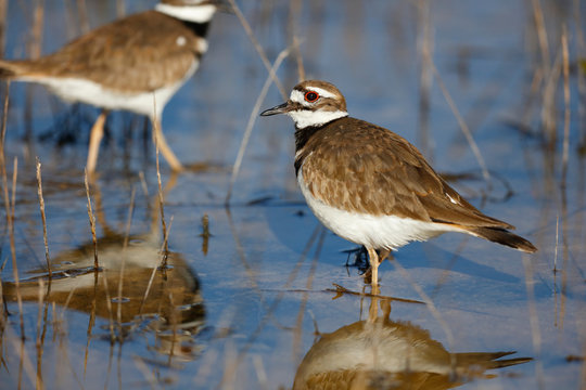 Killdeer
