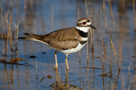 Killdeer