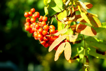 Clusters of red mountain ash with yellow leaves on a bright Sunny day in early autumn close-up. Russia.