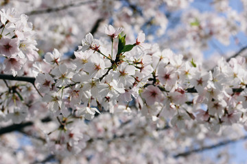 D.C. cherry blossoms