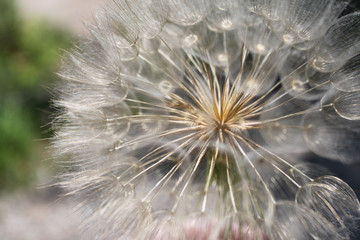 close up of dandelion seed head with bokeh background