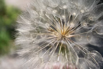 Foto op Plexiglas close up of dandelion seed head with bokeh background © SparkerLit Studio