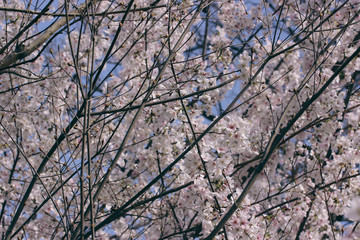 D.C. cherry blossoms