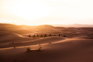 Fototapeta na wymiar camel train in sahara desert morocco
