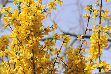 yellow flowers