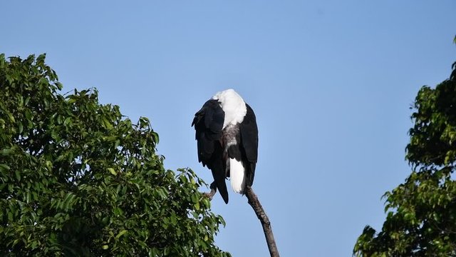 An African fishing eagle perched on top of a tree inside Masai Mara National Reserve during a wildlife safari
