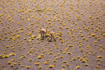 Views of Altiplano in Chile 
