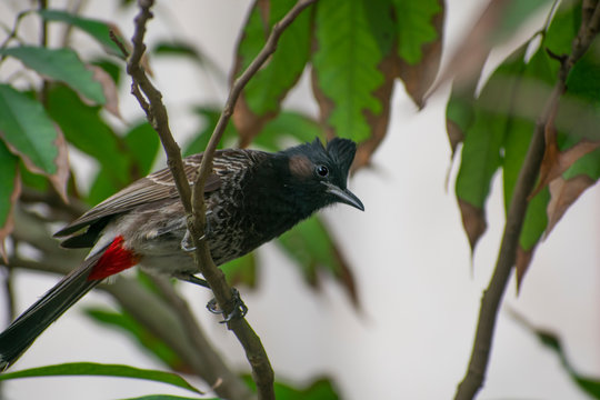 The Bulbuls Are A Family, Pycnonotidae, Of Medium-sized Passerine Songbirds