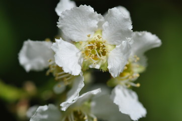 Blüte - Gelb - Weiß - Makro 