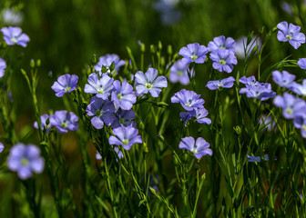 Obraz na płótnie Canvas Bright delicate blue flower of ornamental flower of flax and its shoot against complex background. Flowers of decorative flax. Agricultural field of flax technical culture in stage of active flowering