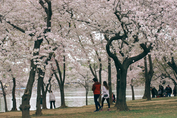 D.C. cherry blossoms