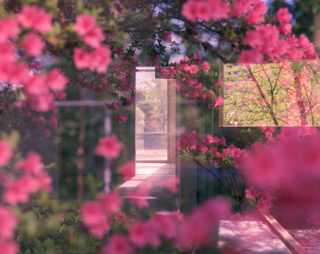 Pink Azalea Flowers and bright doorway