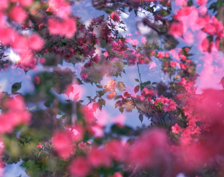 Surreal Pink Azalea Flowers