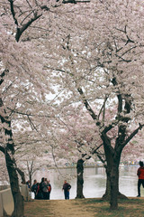 D.C. cherry blossoms