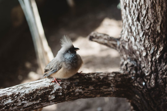 A common bird sitting on a branch