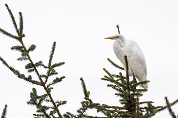 The great egret - Ardea alba