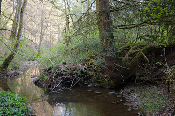 Meandering stream and a special tree